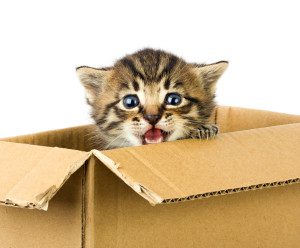 (c) Can Stock Photo Inc. / Bedolaga